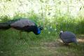 IMG_8197 peafowl